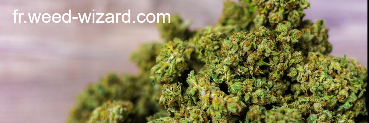 fr.weed-wizard.com